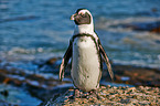 African penguin