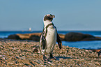 African penguin