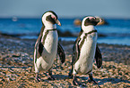 African penguins