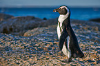 African penguin