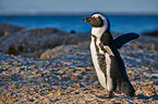 African penguin