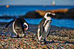 African penguins