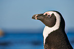 African penguin