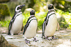 African peguin