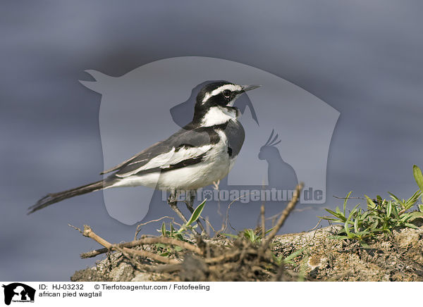 Witwenstelze / african pied wagtail / HJ-03232