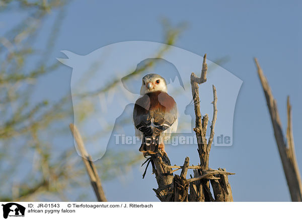 african pygmy falcon / JR-01543