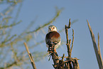 african pygmy falcon