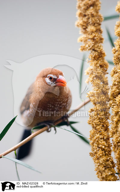 red-billed quailfinch / MAZ-02328