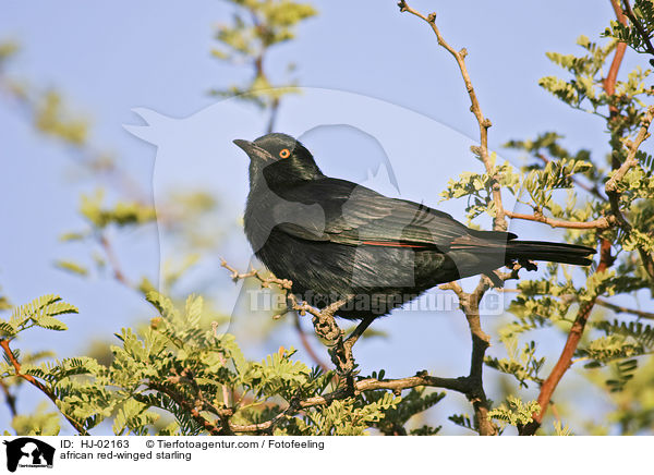 african red-winged starling / HJ-02163