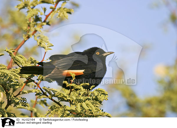 african red-winged starling / HJ-02164