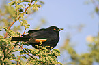 african red-winged starling