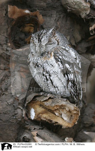 African scops owl / FLPA-03260