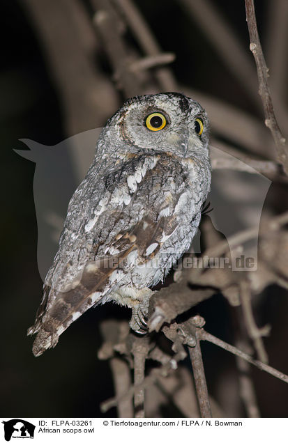 Afrika-Zwergohreule / African scops owl / FLPA-03261