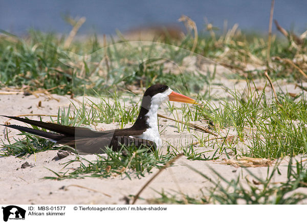 African skimmer / MBS-01577