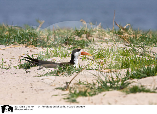 Afrikanischer Scherenschnabel / African skimmer / MBS-01579