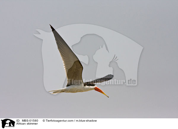 Afrikanischer Scherenschnabel / African skimmer / MBS-01580
