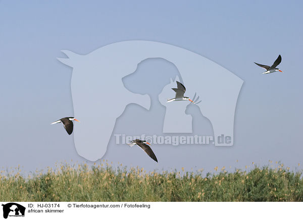 Braunmantel-Scherenschnbel / african skimmer / HJ-03174
