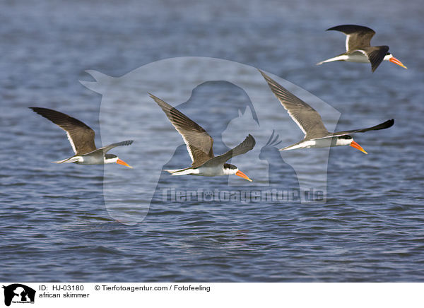 Braunmantel-Scherenschnbel / african skimmer / HJ-03180