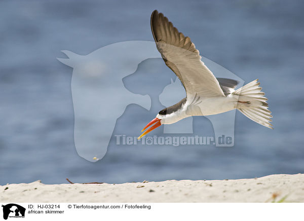 Braunmantel-Scherenschnabel / african skimmer / HJ-03214