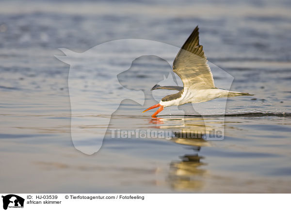 Braunmantel-Scherenschnabel / african skimmer / HJ-03539