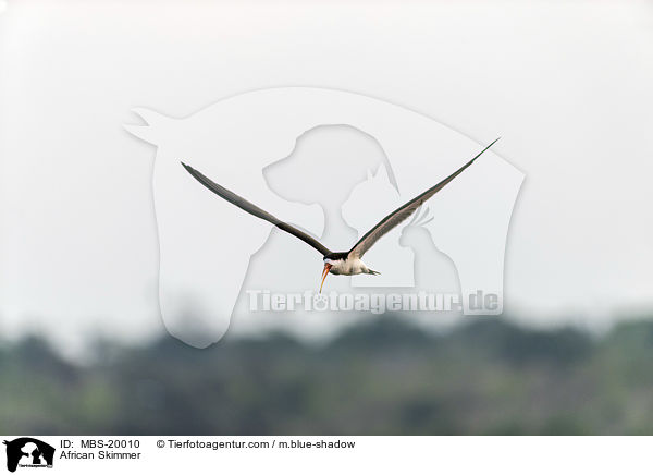 African Skimmer / MBS-20010