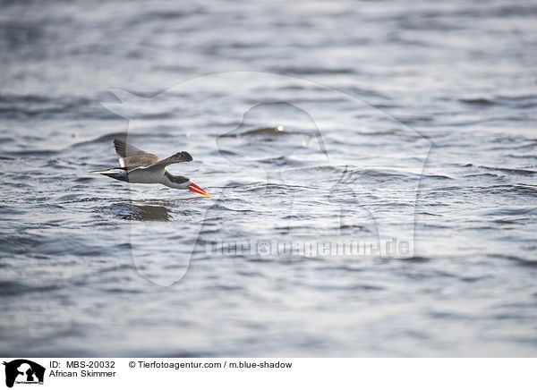 Braunmantel-Scherenschnbel / African Skimmer / MBS-20032