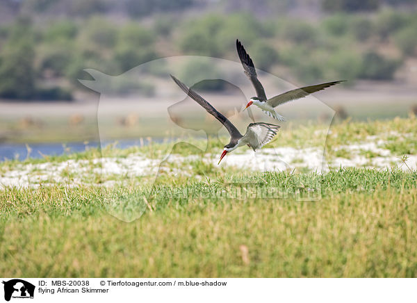 flying African Skimmer / MBS-20038