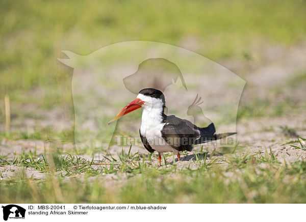 stehender Braunmantel-Scherenschnbel / standing African Skimmer / MBS-20041