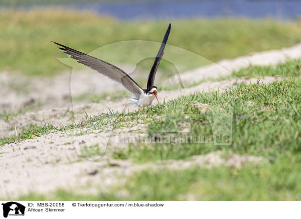 Braunmantel-Scherenschnbel / African Skimmer / MBS-20058