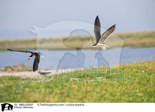 African Skimmer / MBS-20087