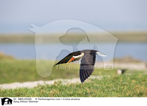 flying African Skimmer / MBS-20088