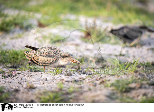 Braunmantel-Scherenschnbel / African Skimmer / MBS-20091