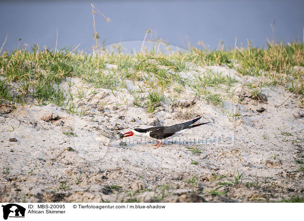 Braunmantel-Scherenschnbel / African Skimmer / MBS-20095