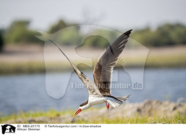 Braunmantel-Scherenschnbel / African Skimmer / MBS-20175