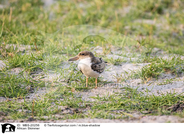 African Skimmer / MBS-20256