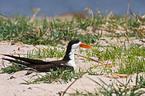 African skimmer