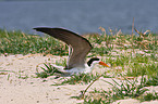 African skimmer