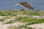 African skimmer