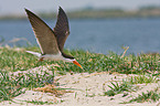 African skimmer