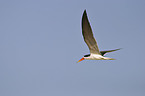 african skimmer