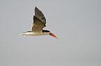 african skimmer