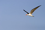 african skimmer