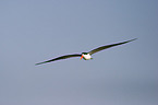 african skimmer