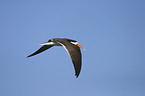 african skimmer