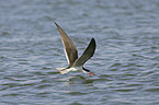 african skimmer