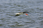 african skimmer