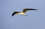 african skimmer