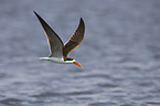 african skimmer