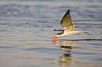 african skimmer