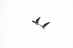 flying African Skimmer